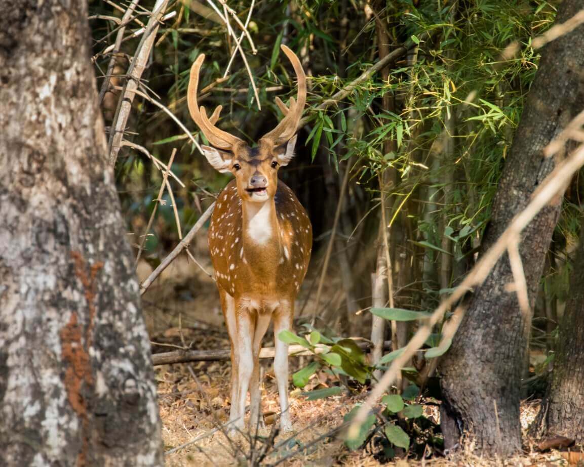 bandhavgarh national park tour