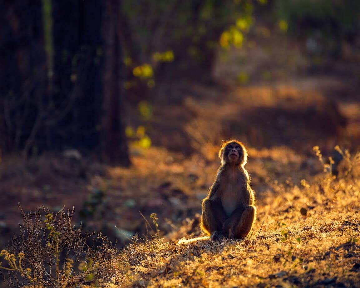 bandhavgarh national park wildlife tour