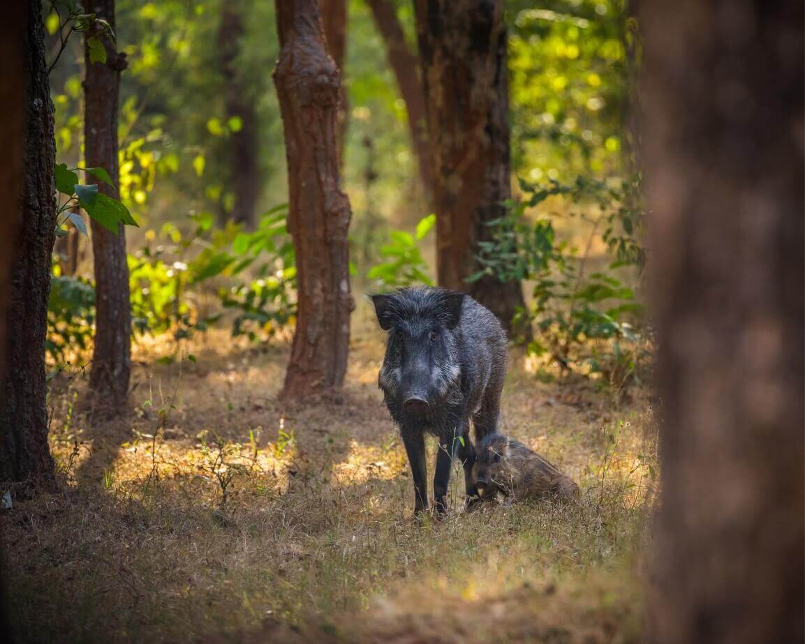 kanha national park wildlife tour